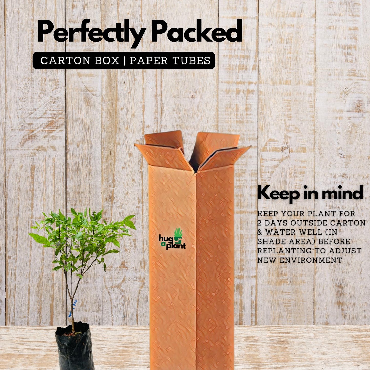 Hug A Plant | Red Tecoma/The Cape Honeysuckle (Tecoma capensis) Flowering/Ornamental Live Plant (Home & Garden)