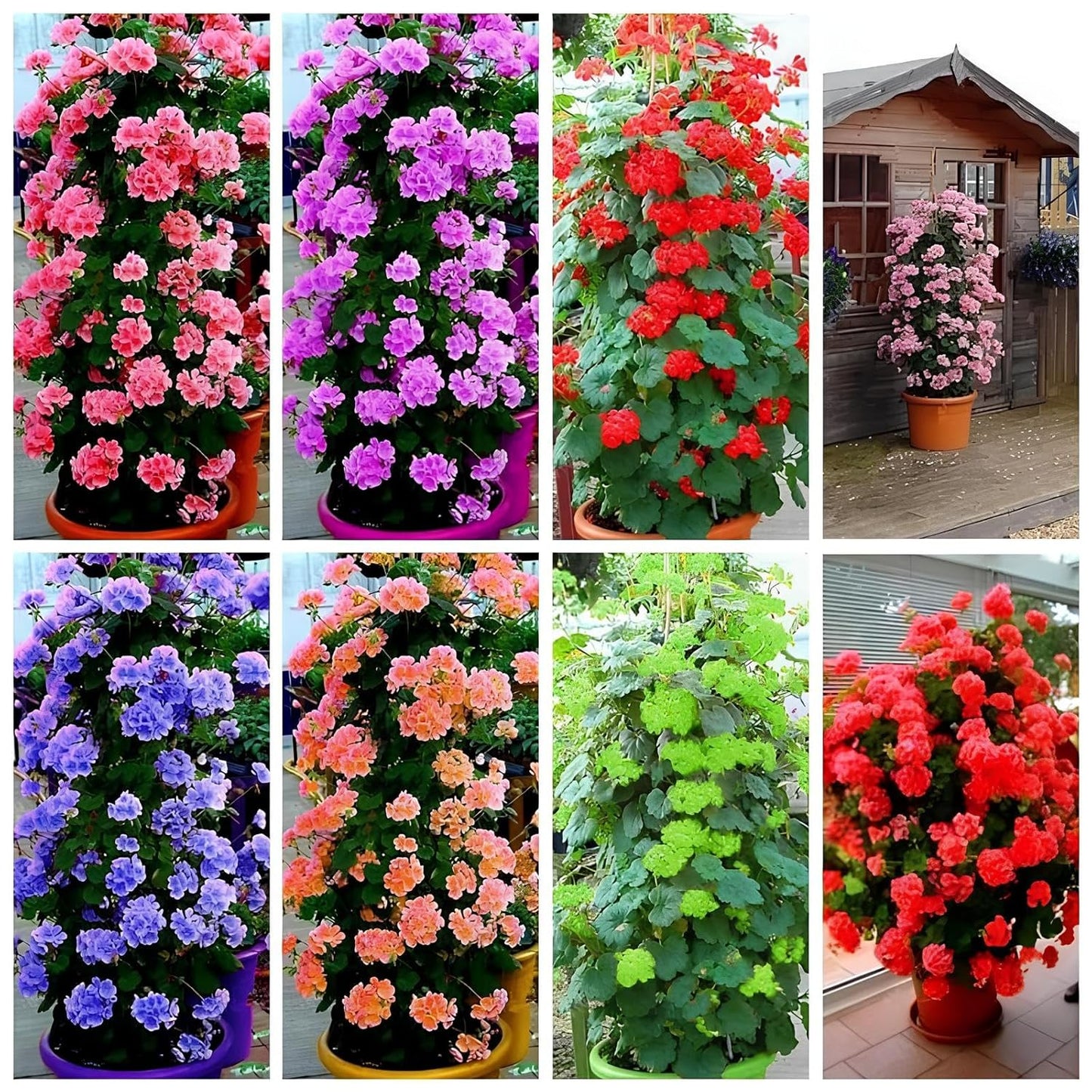 Geranium Climbing Flower Seeds - 50+ Pcs, Rare Variety, Blooms in Every Season - Seeds Ville
