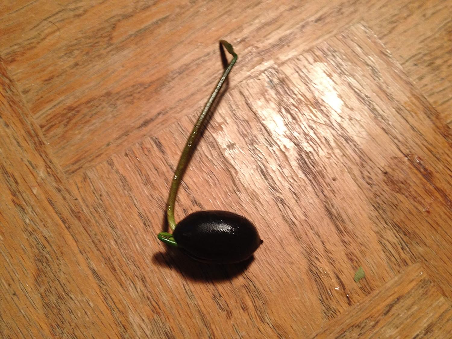 Nelumbo New Song of Fenghe Lotus 20 Seeds Pack- Grow All Seasons- Ever Green Plant Seeds - Seeds Ville