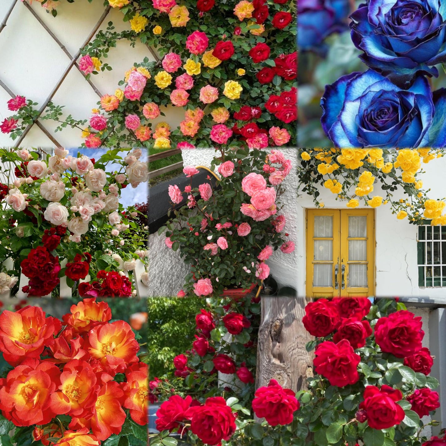 Imported Climbing Rose Flower seeds for Home and Kitchen Gardening Pack 80 to 100 seeds (MIXEDCOLOR SHADE-3)