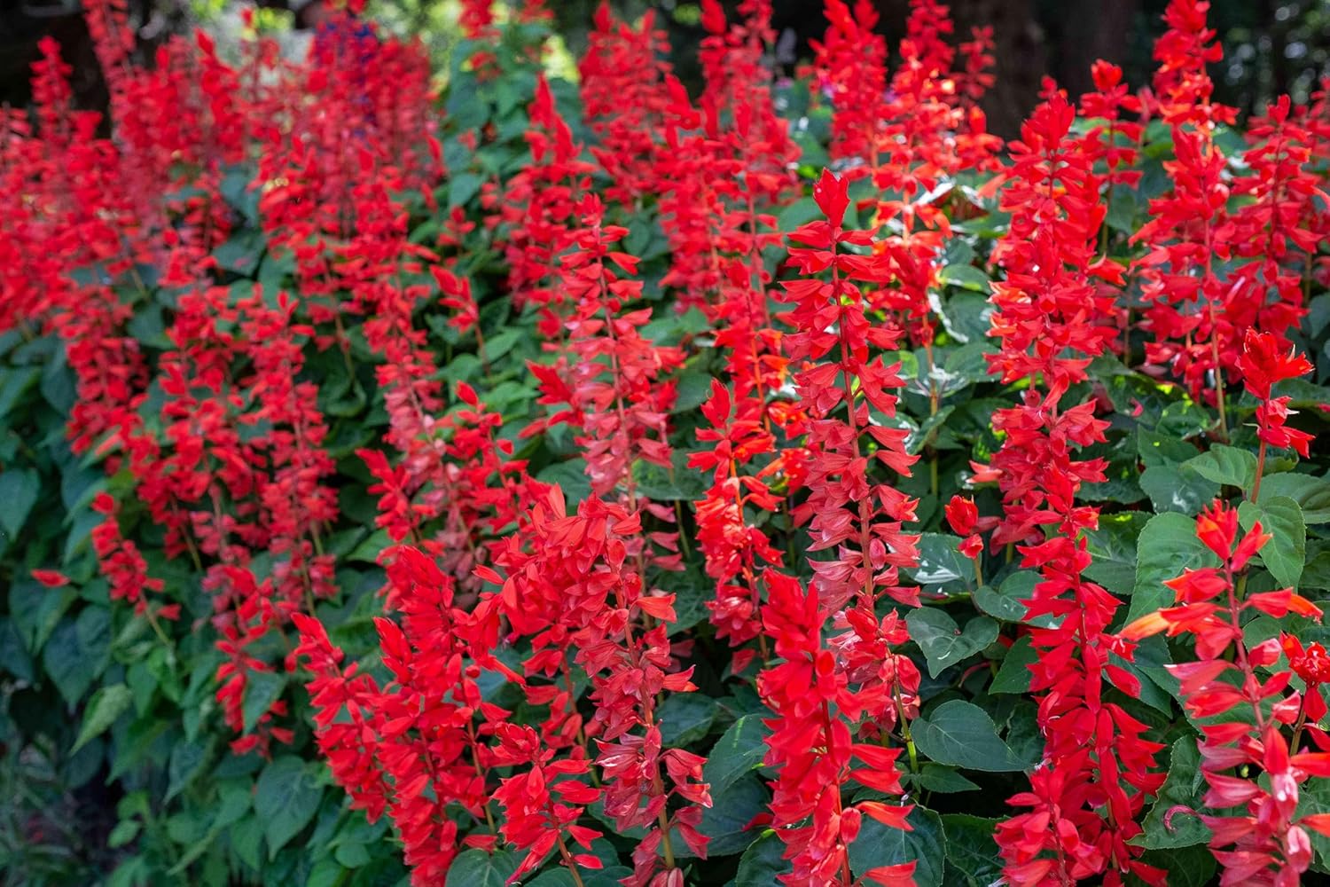 50+ Seeds- Salvia Red Flame Salsa Flower Seeds For Home Garden - Seeds Ville