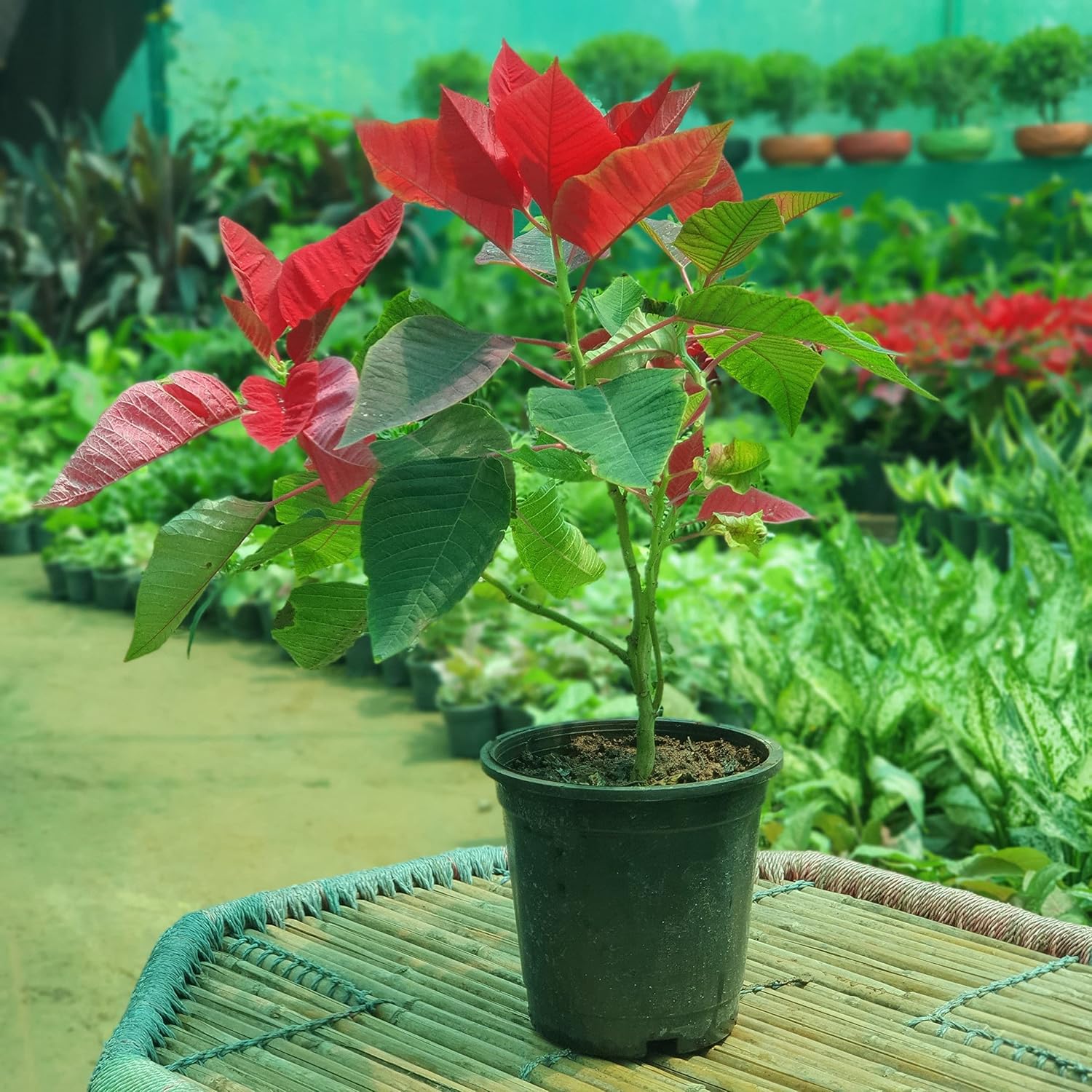 Red Poinsettia/Christmas Flower Seeds