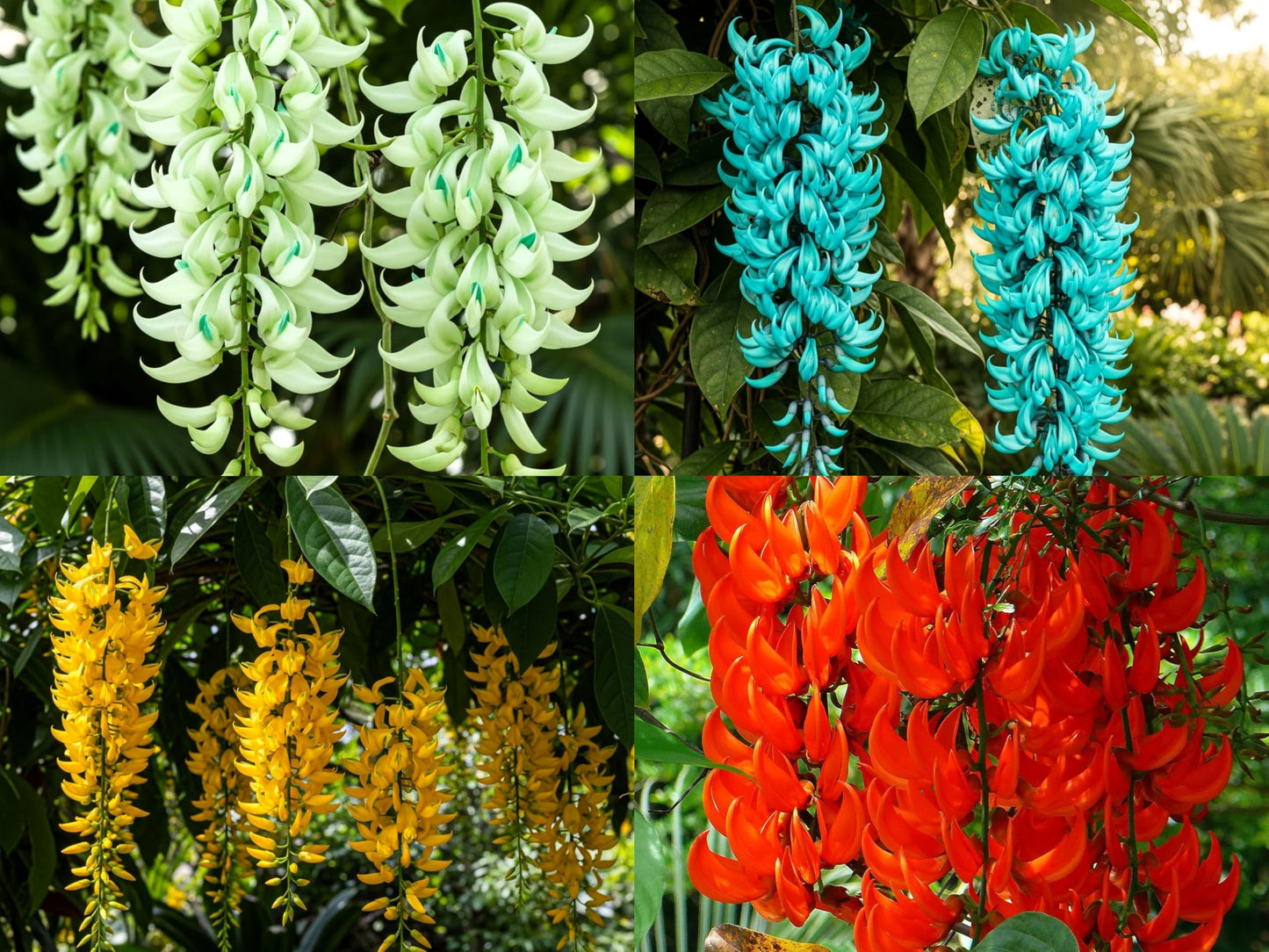 BlimBurn 50+ SEEDS- Climbing Jade Vine Flower Seeds For Home Garden, Balcony & Wall Covering | Low Maintenance & Fast Growing (CELESTIAL BLUE) - Seeds Ville