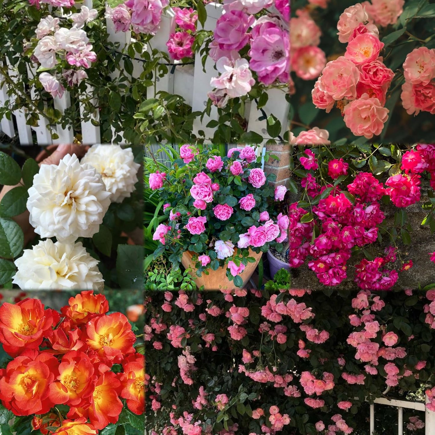 Imported Climbing Rose Flower seeds for Home and Kitchen Gardening Pack 80 to 100 seeds (MIXEDCOLOR SHADE-3)