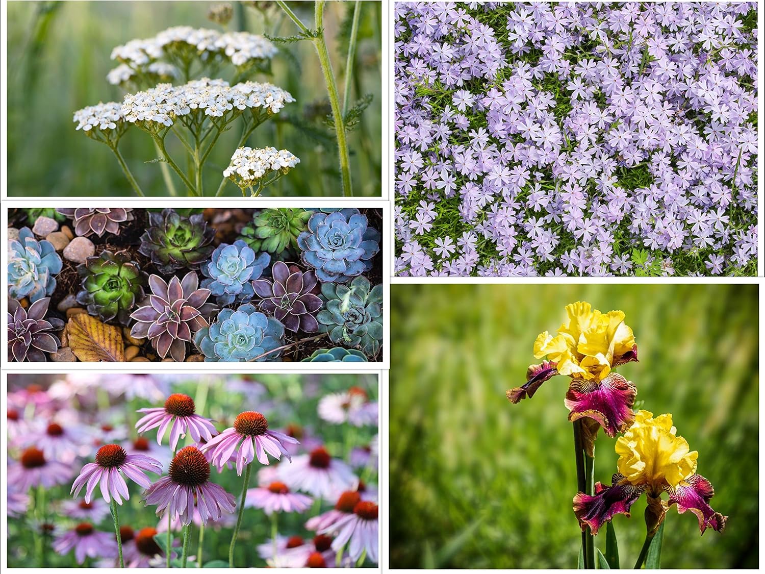 5 Low Maintenance Flower Seeds Combo Pack 100+ Seeds - Yarrow Flower, Bearded Iris, Moss Phlox, Mix Succulents, Purple Coneflowers (20+ Seeds of Each Type) - Seeds Ville
