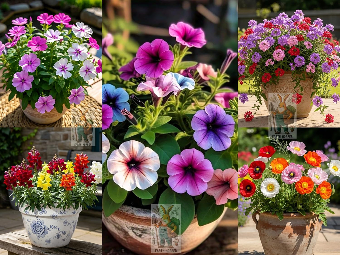 SOUTH INDIA India 15 Varieties Winter Flower Seeds Combo-Low Maintenance Hybrid Flower Seed Combo Pack- All Year Flower Seeds Supply - Seeds Ville