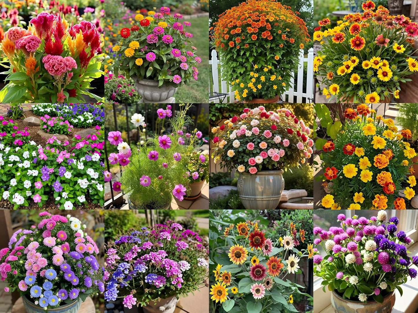 12-in-1 Summer Flower Rare Hybrid Seeds Collection: Easy to Grow, Low Maintenance, Suitable for All Indian Regions - Seeds Ville