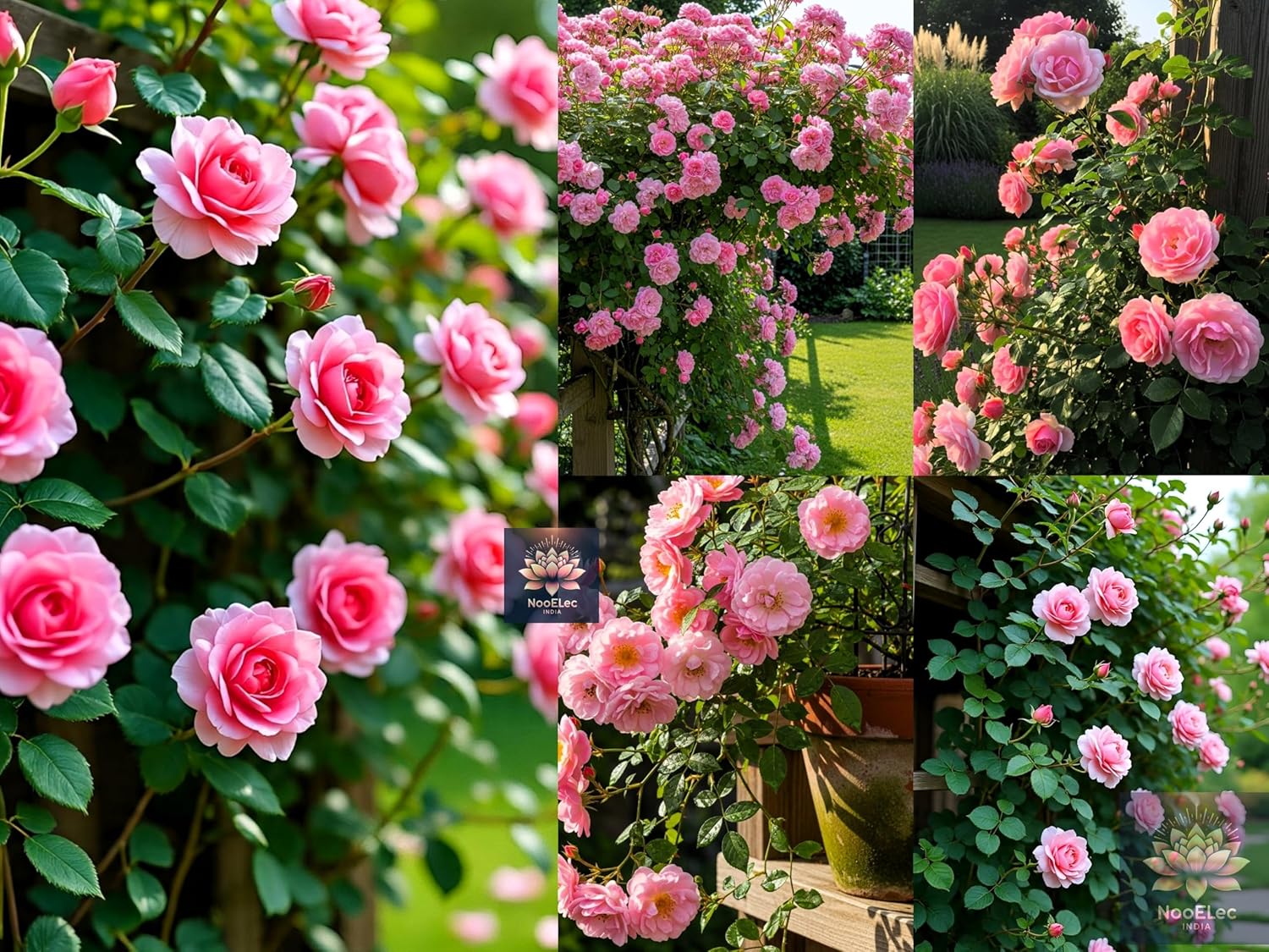 Pink Rose Climbing Flower Seeds - 100 Seeds Pack, Easy to Grow in All Indian Climates, All Year Bloom - Seeds Ville