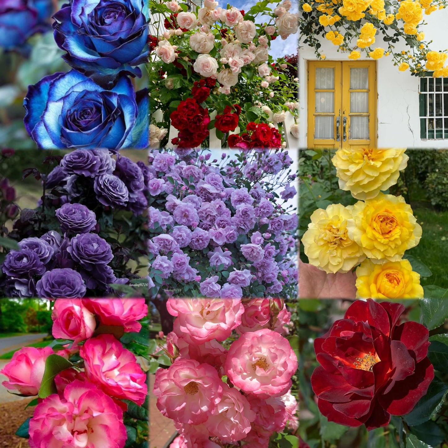 Imported Climbing Rose Flower seeds for Home and Kitchen Gardening Pack 80 to 100 seeds (MIXEDCOLOR SHADE-3)