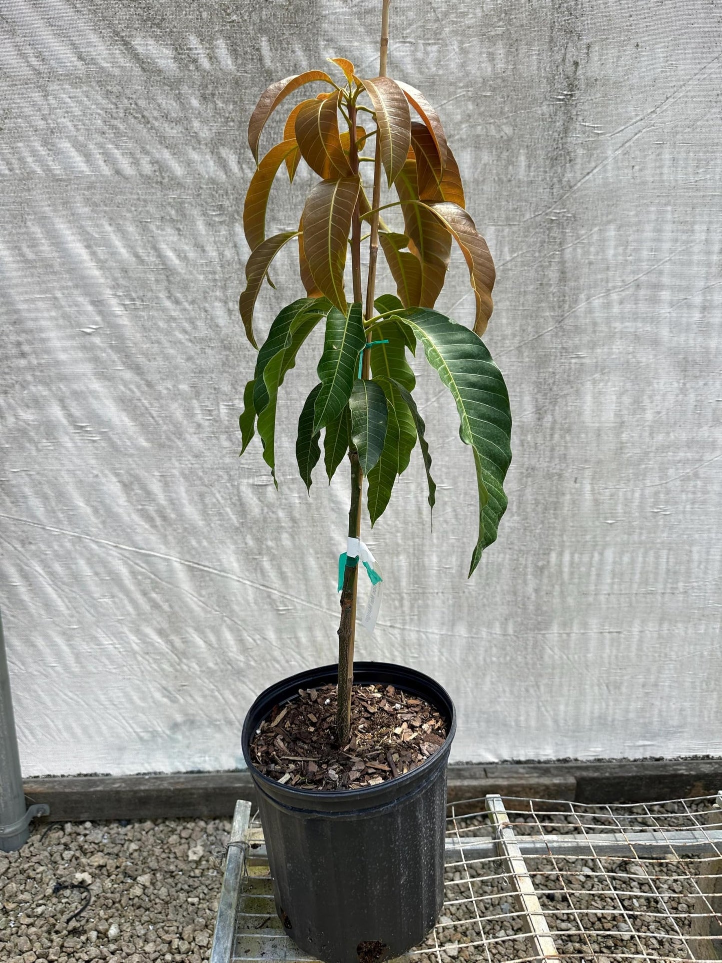 Bougainvillea Bonsai Dwarf Live Plant for Landscaping (Pack of 1) - Seeds Ville