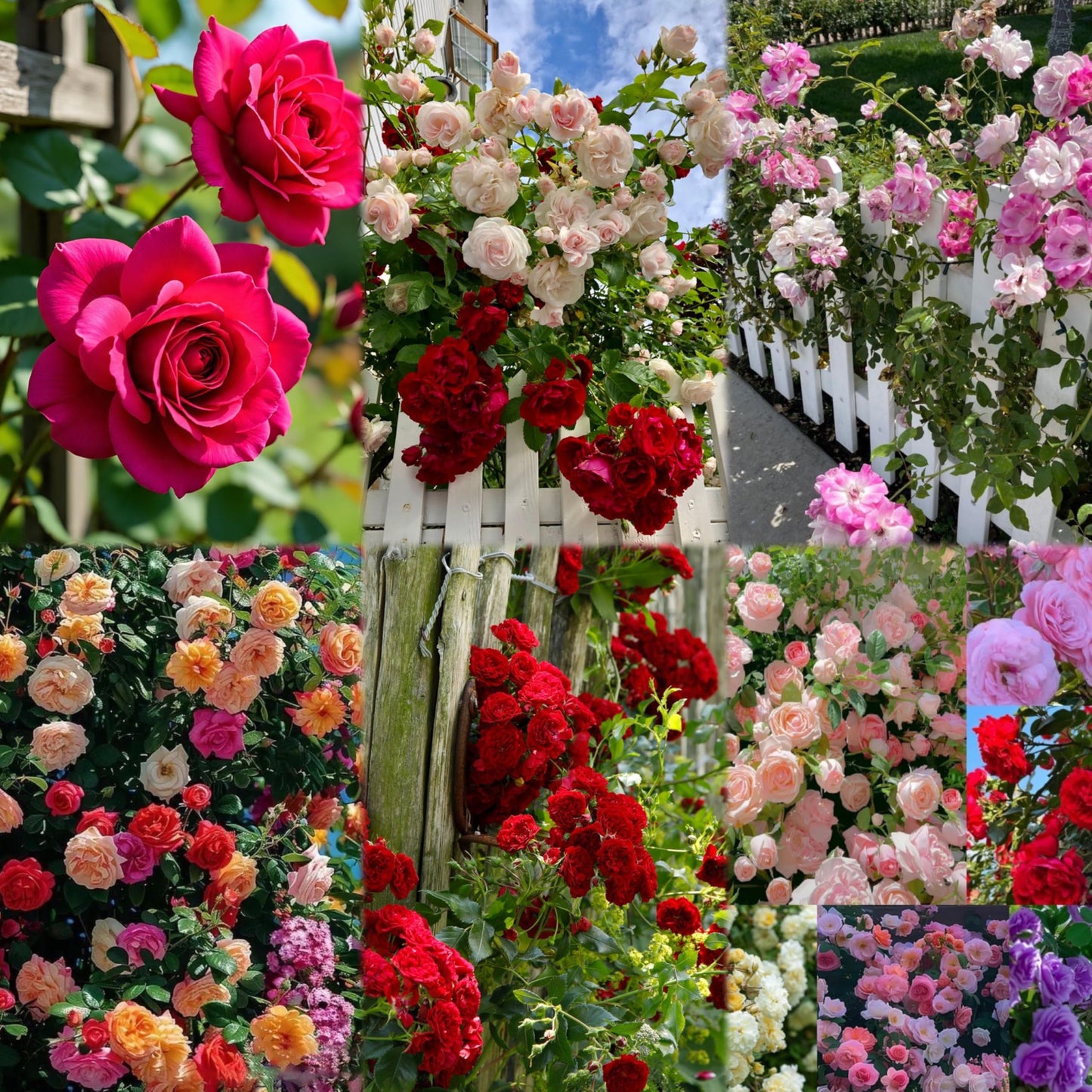 Imported Climbing Rose Flower seeds for Home and Kitchen Gardening Pack 80 to 100 seeds (MIXEDCOLOR SHADE-3)