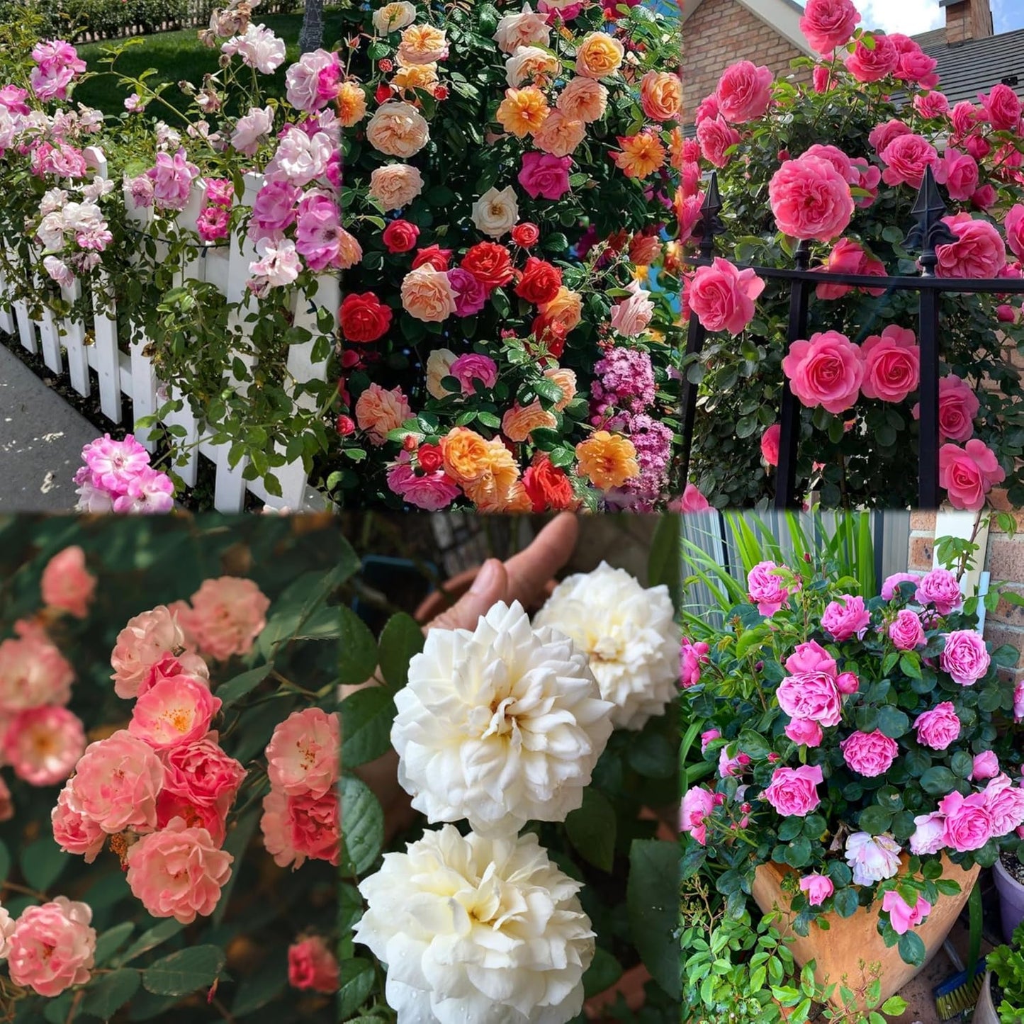 Imported Climbing Rose Flower seeds for Home and Kitchen Gardening Pack 80 to 100 seeds (MIXEDCOLOR SHADE-3)