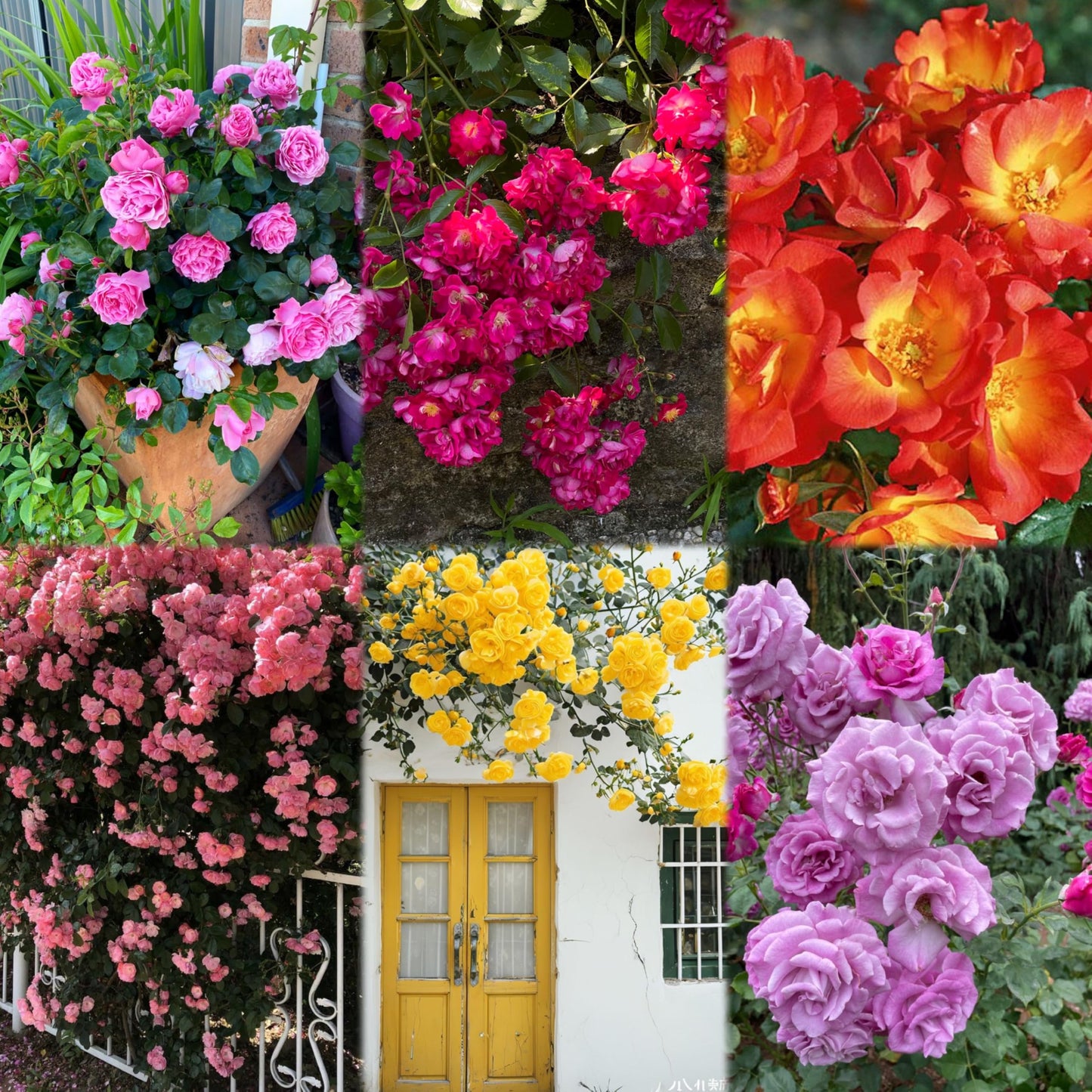 Imported Climbing Rose Flower seeds for Home and Kitchen Gardening Pack 80 to 100 seeds (MIXEDCOLOR SHADE-3)
