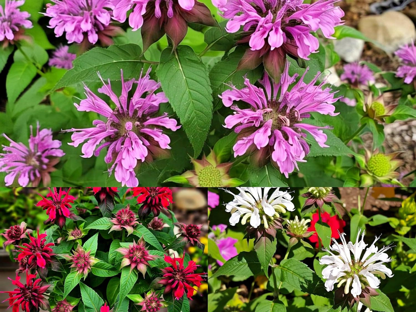 BlimBurn Bee Balm Flower Seeds (50 Pcs) - Natural Insect Repellent for Gardens- Grow Year Round. (All In One Mix) - Seeds Ville