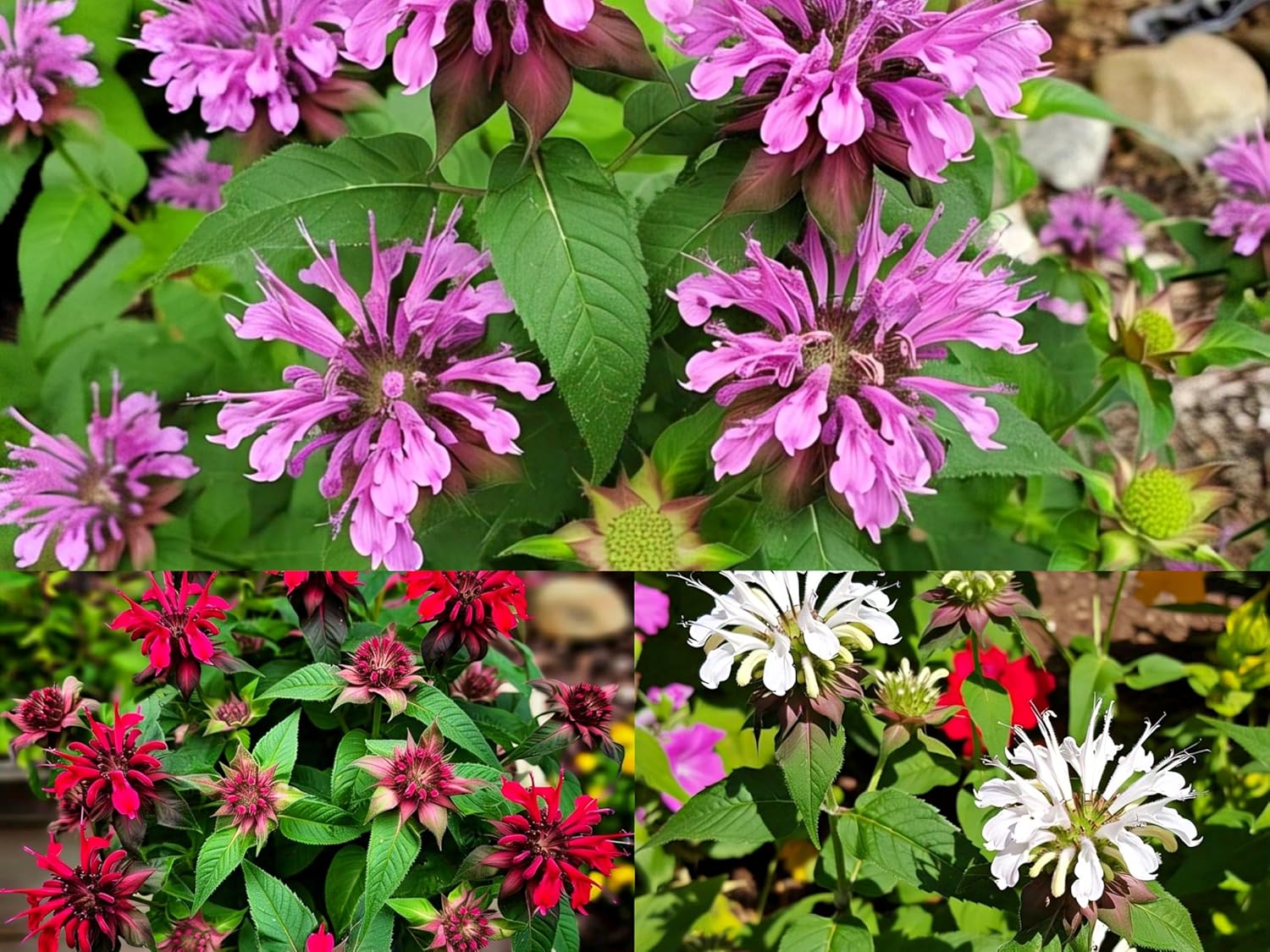 BlimBurn Bee Balm Flower Seeds (50 Pcs) - Natural Insect Repellent for Gardens- Grow Year Round. (All In One Mix) - Seeds Ville