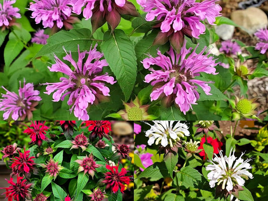 BlimBurn Bee Balm Flower Seeds (50 Pcs) - Natural Insect Repellent for Gardens- Grow Year Round. (All In One Mix) - Seeds Ville