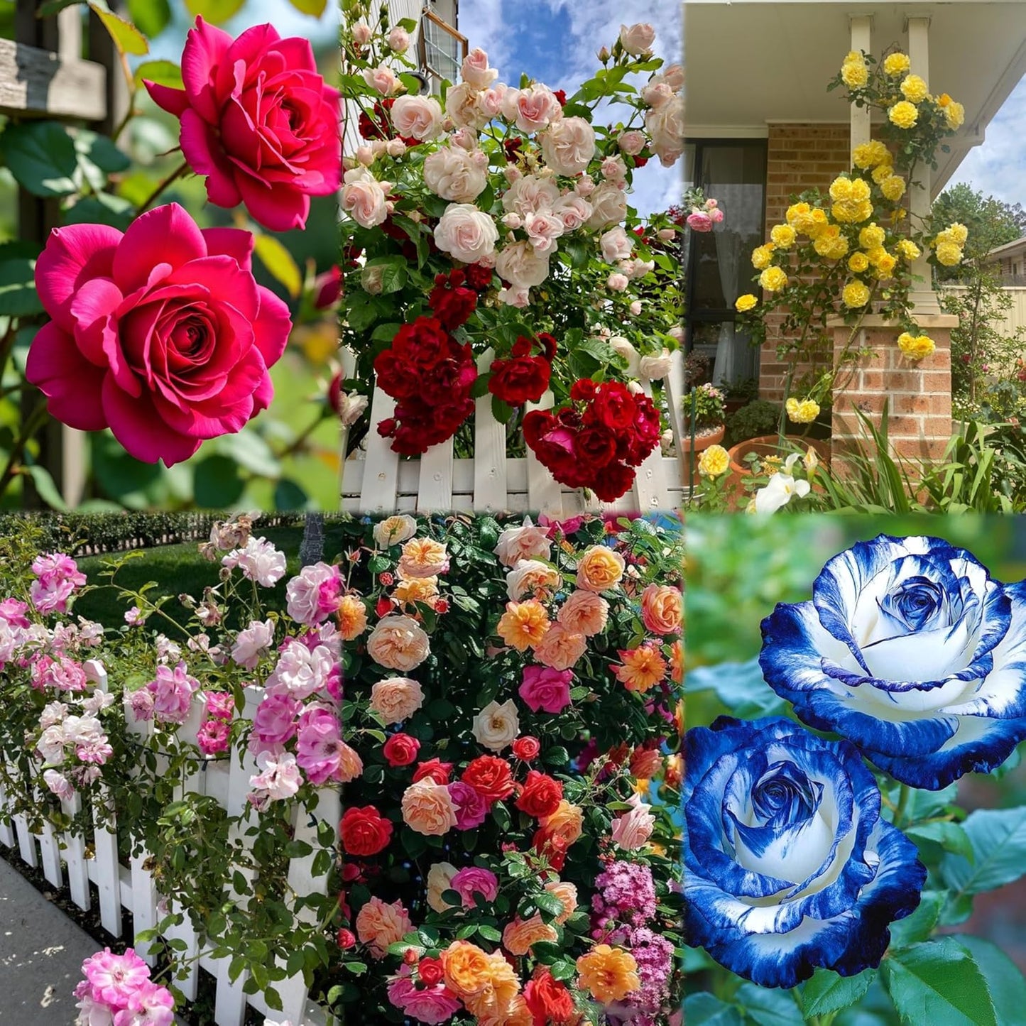 Imported Climbing Rose Flower seeds for Home and Kitchen Gardening Pack 80 to 100 seeds (MIXEDCOLOR SHADE-3)