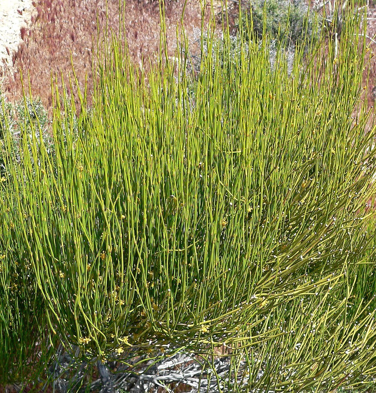 50+ Seeds- Ephedra Sinica Plant Seeds For Planting