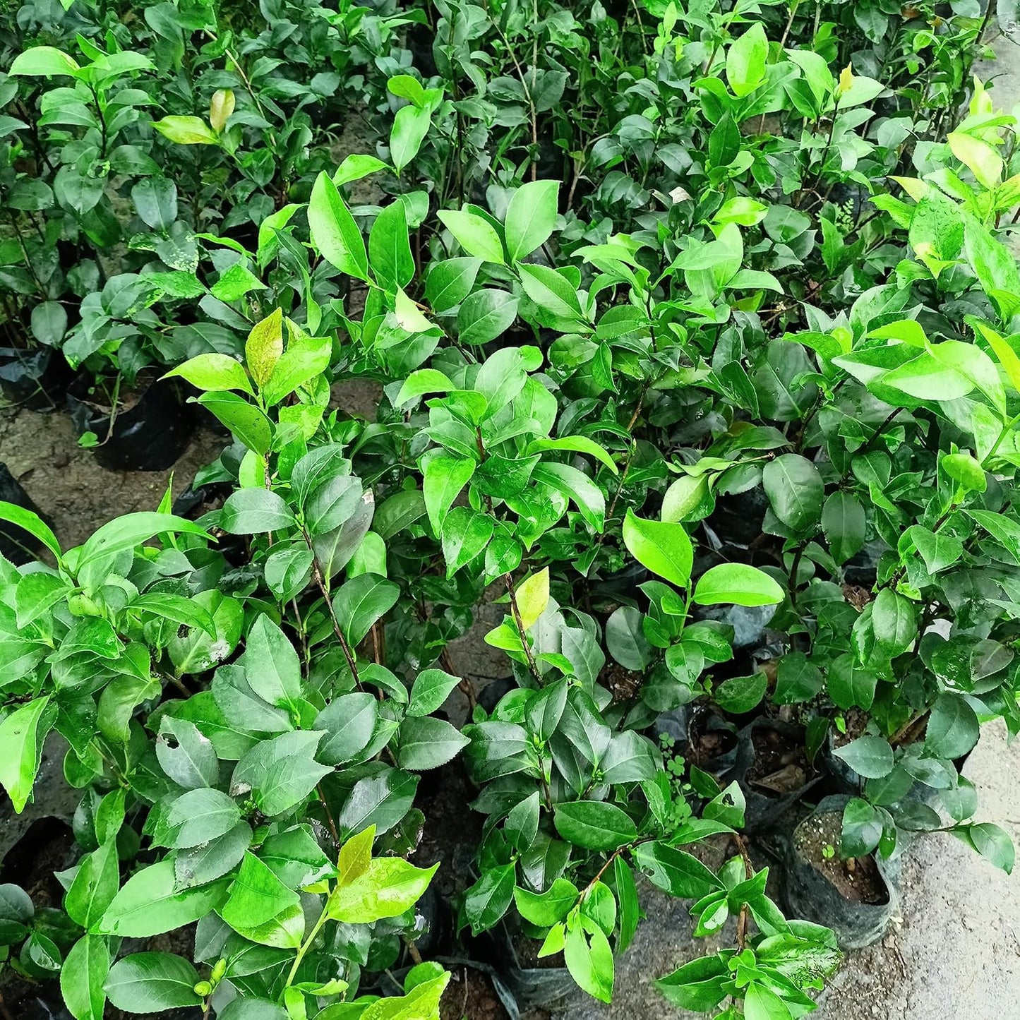 Red Camellia Flower Live Plant (PACK OF-1) Plant Height 1.5 Ft To 2 Ft - Seeds Ville