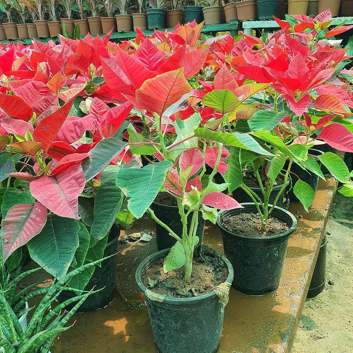 Red Poinsettia/Christmas Flower Seeds - 25 Seeds