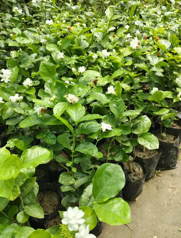 https://d1311wbk6unapo.cloudfront.net/NushopCatalogue/tr:f-webp,w-600,fo-auto/682d931e48472f02f6a0bb8a/cat_img/Arabian_Jasmine_Flower_hybrid_Plant__IAJWVW5XWQ_2025-06-05_5.png