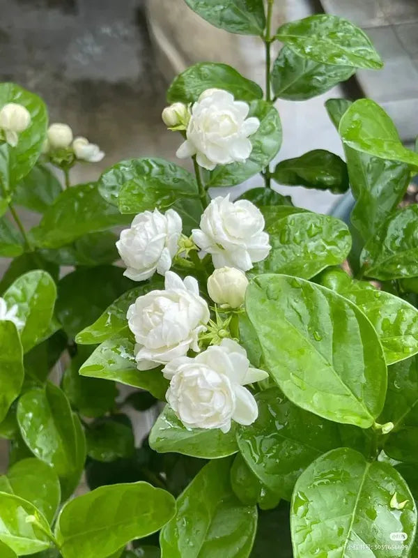 arabian jasmine flower seeds Fragrant Arabian Jasmine Hybrid Flower Plant for Home and Garden
