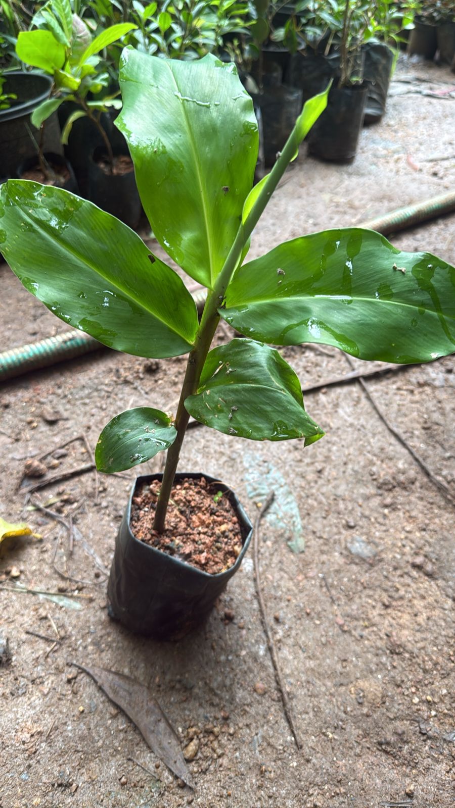 Seeds Ville Shampoo Ginger Lily Flowering Live Plant