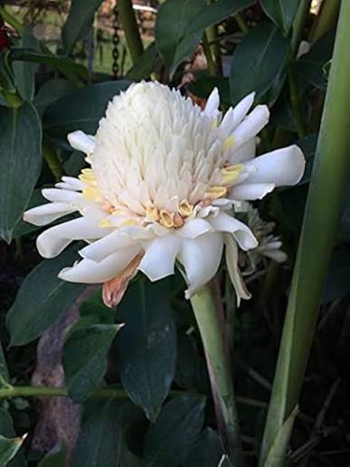 Seeds Ville Torch Ginger Live Plants Grow All India