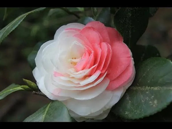 https://d1311wbk6unapo.cloudfront.net/NushopCatalogue/tr:f-webp,w-600,fo-auto/Camellia_Dwarf_Varieties_Flower_Plant__A7WL7PSK8E_2023-10-03_3.jpg