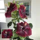 Seeds Ville Lantern Lanthana Hibiscus Flower Plant 30-60 cm Orange
