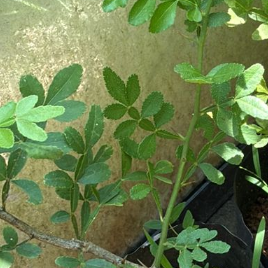 Seeds Ville 9 Leaves Maha Vilvam Bilva Live Plant