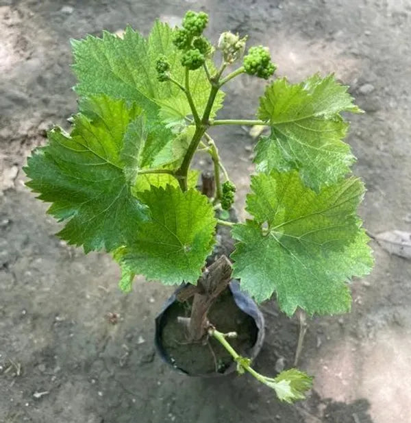 https://d1311wbk6unapo.cloudfront.net/NushopCatalogue/tr:f-webp,w-600,fo-auto/Thai_Red_Finger_Grapes_Hybrid_Fruit_Plant__WH7H00TFGO_2024-04-04_2.jpeg