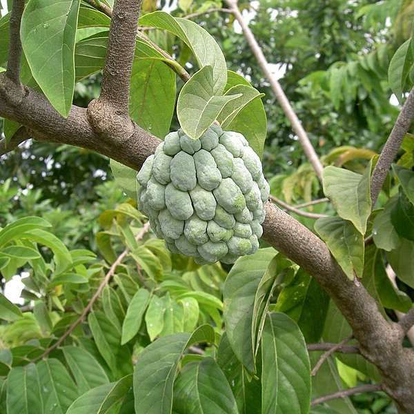 https://www.rarexoticseeds.com/media/catalog/product/cache/b3f3bbb8b74d327f634bb85e0e5dadb3/a/n/annona_squamosa_seeds_1.jpg