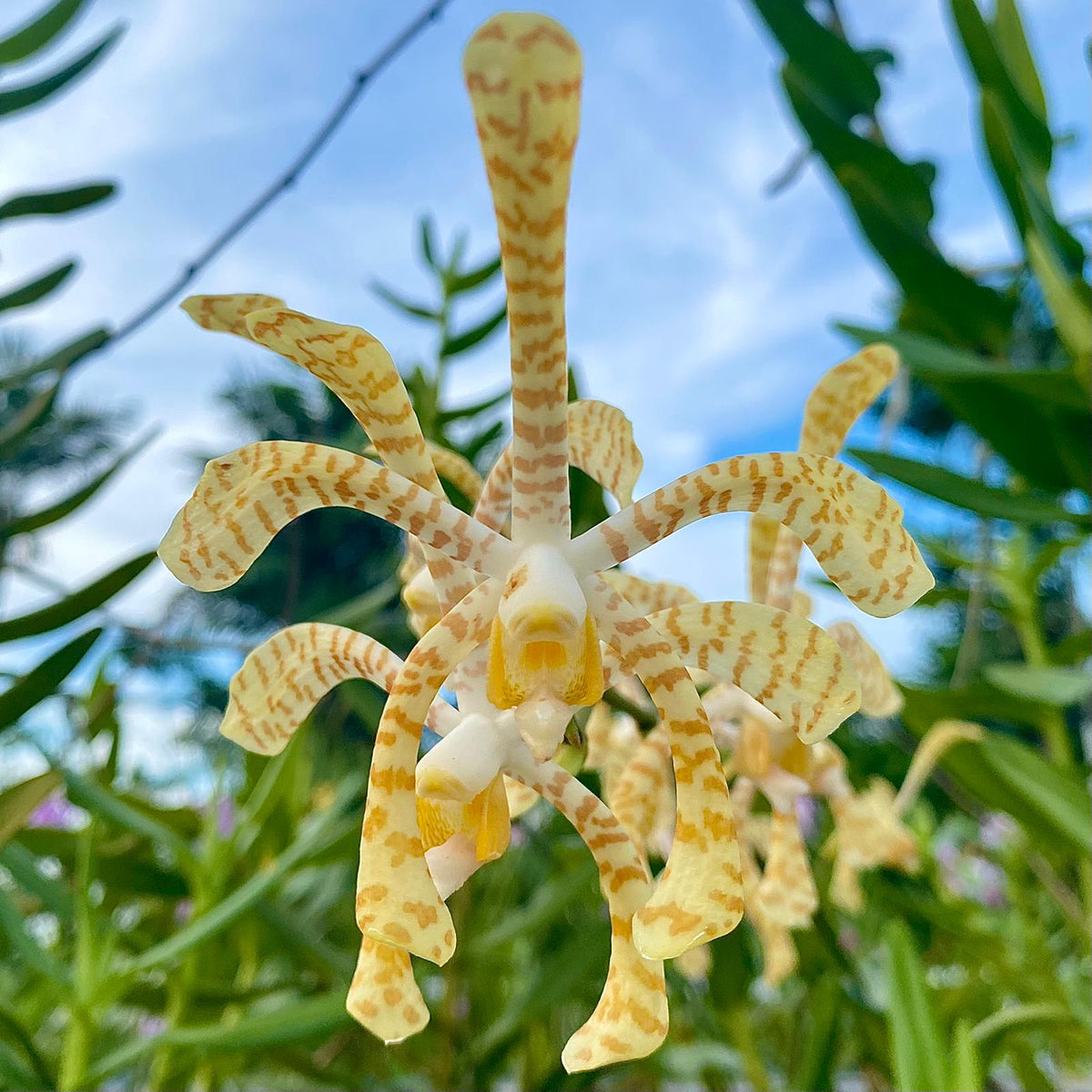 Seeds Ville Arachnis Maggie Oei Yellow Ribbon Live Orchid Plant