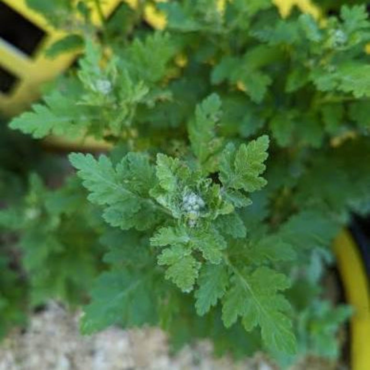 Seeds Ville Bhasma Tulsi Medicinal Live Plant