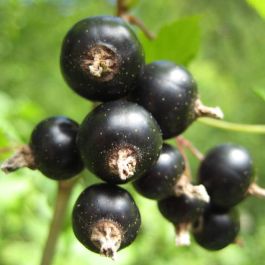 https://www.rarexoticseeds.com/media/catalog/product/cache/d7a3ce6f2225836e95a29d0a4b0a138b/b/l/blackcurrant-ribes-nigrum.jpg
