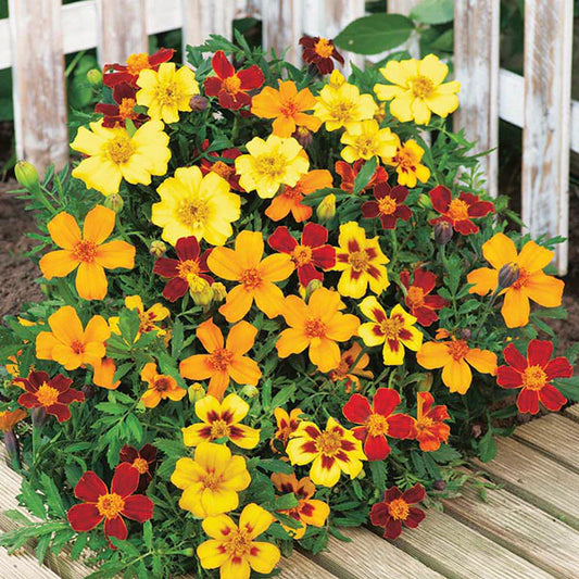 Marigold (French) Favourite Mixed Seeds - 100+ Seeds/Special Exotic Marigold Seeds/Grow in All Seasons. - Seeds Ville