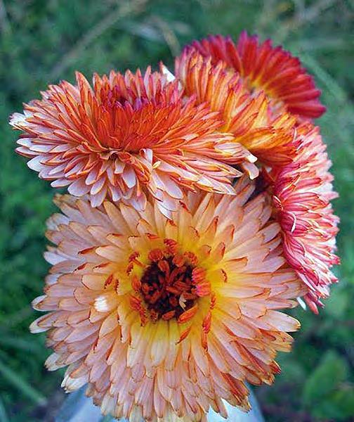 40+seeds/pack CALENDULA TRIANGLE FLASHBACK FLOWER SEEDS / RE-SEEDING ANNUAL - Seeds Ville