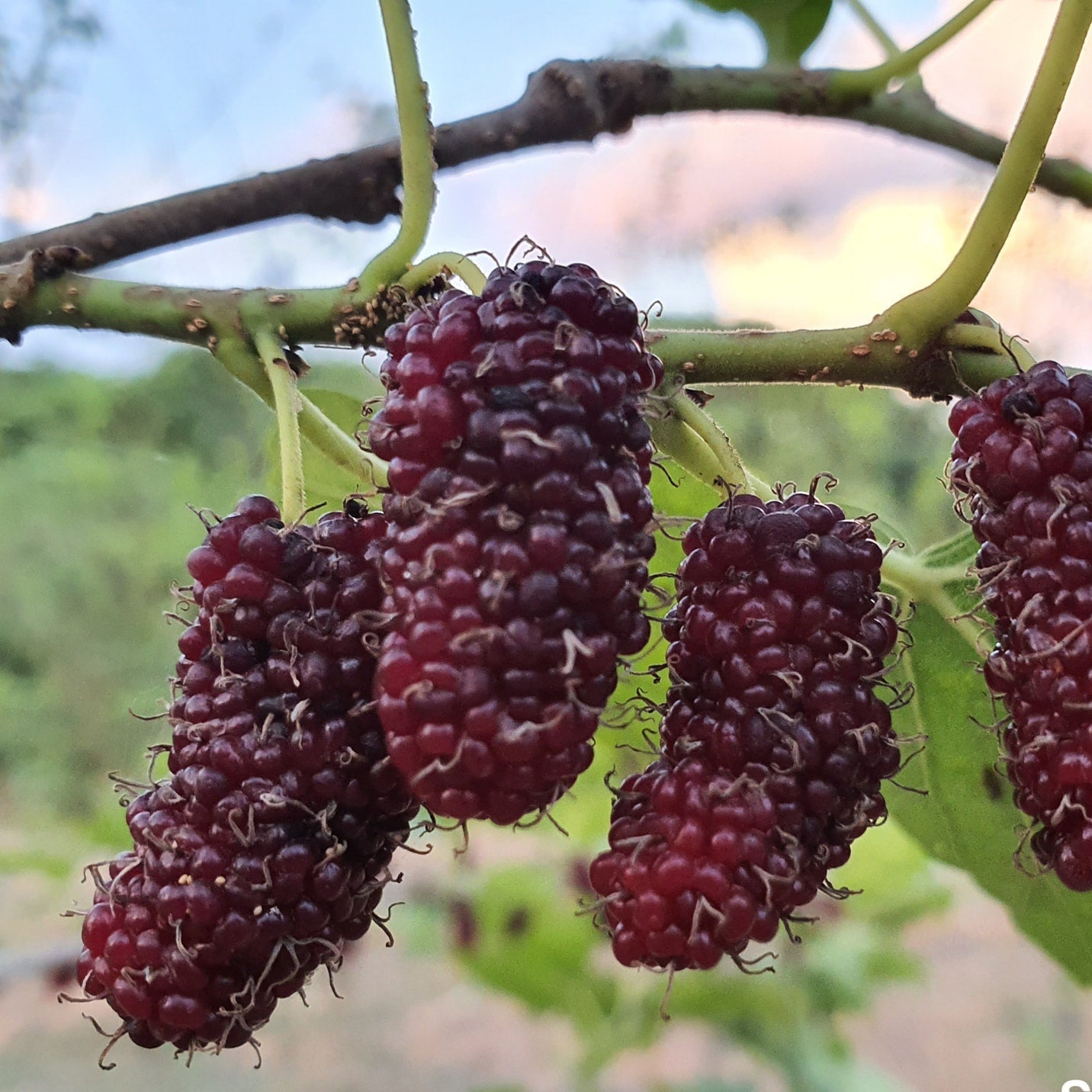 Chiang Mai 60 Mulberry Live Plant Large Sweet Berries Layered