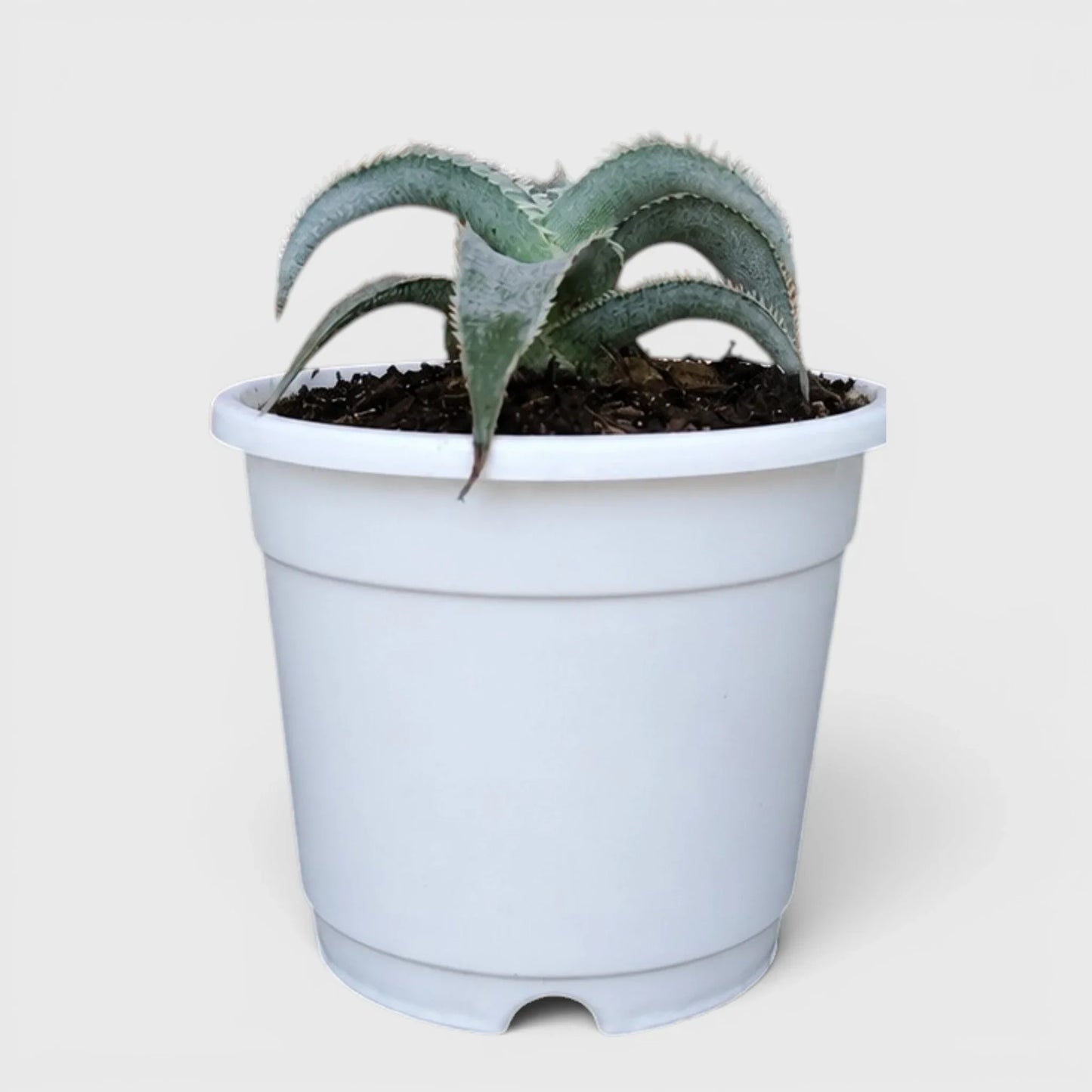 Dyckia Marnier-Lapostollei Rare Silver Bromeliad Live Plant