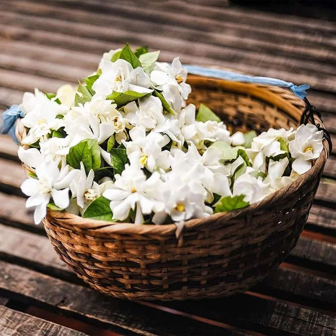 Premium Fragrant Hanging Jasmine Flower Seeds – Easy Grow Cascading Blooms for Home Decor
