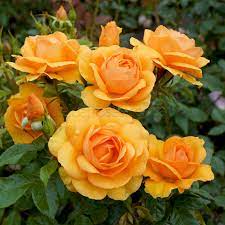 Seeds Ville Rare Exotic Golden Rose Live Plant Home Garden Beautiful Plant 1 Live Plant - Seeds Ville