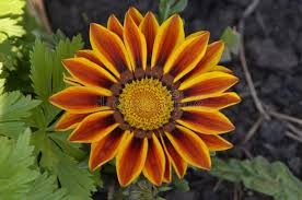 30+seeds/pack ORANGE PEACOCK GAZANIA FLOWER SEEDS / DROUGHT TOLERANT / RESEEDING ANNUAL