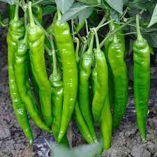 Chilli Hot Jwala Pariksha Hybrid 100 Seeds - ORGANIC