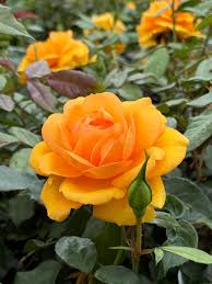 Seeds Ville Rare Exotic Golden Rose Live Plant Home Garden Beautiful Plant 1 Live Plant - Seeds Ville