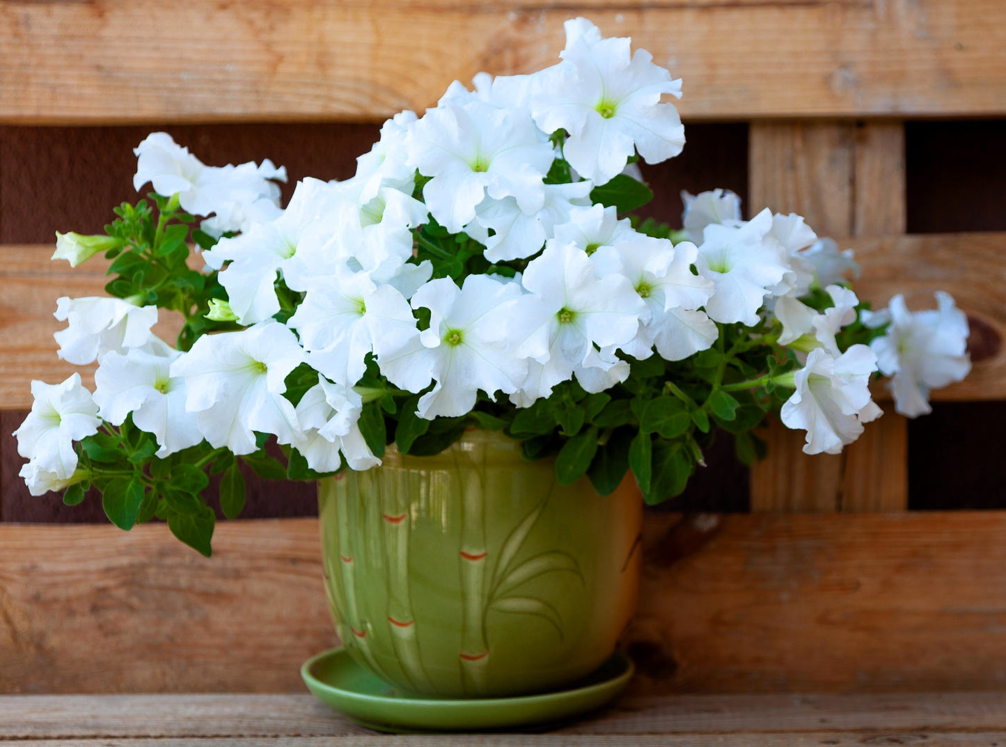 Seeds Ville - White : Garden Petunia, Petunia seeds, flower seeds petunia - 100+ Seeds - Seeds Ville