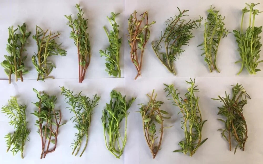 Cypress Portulaca Oleracea, purslane mixed colours Live plant cuttings without roots of 15 Cuttings(5 to 7 colours) - Seeds Ville