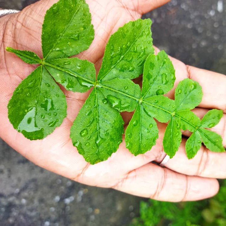 Seeds Ville 13 Leaves Raja Maha Vilvam Live Plant