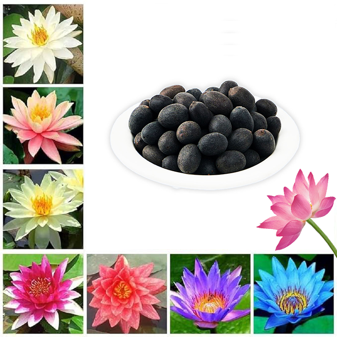 Mix Colour Lotus Seeds Home Garden Pack- 20 Fresh Seeds