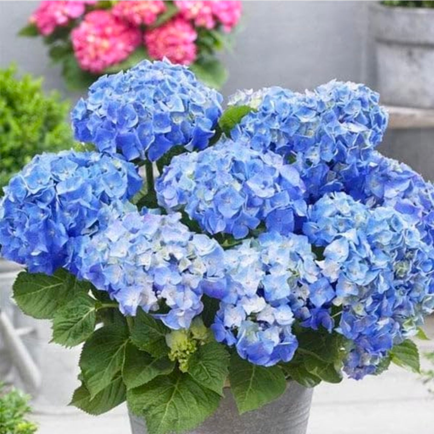 Seeds Ville Hydrangea Macrophylla (Blue) - Plant